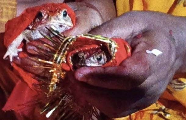 सुनवर्षीमा पानी नपरेपछि भ्यागुताको विवाह