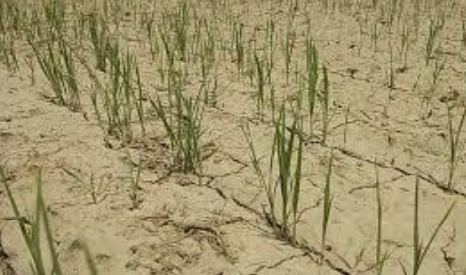 पानीको अभावले पर्सामा धानबाली संकटमा, भारतले सम्झौताअनुसारको पानी नदिँदा समस्या गहिरिँदै