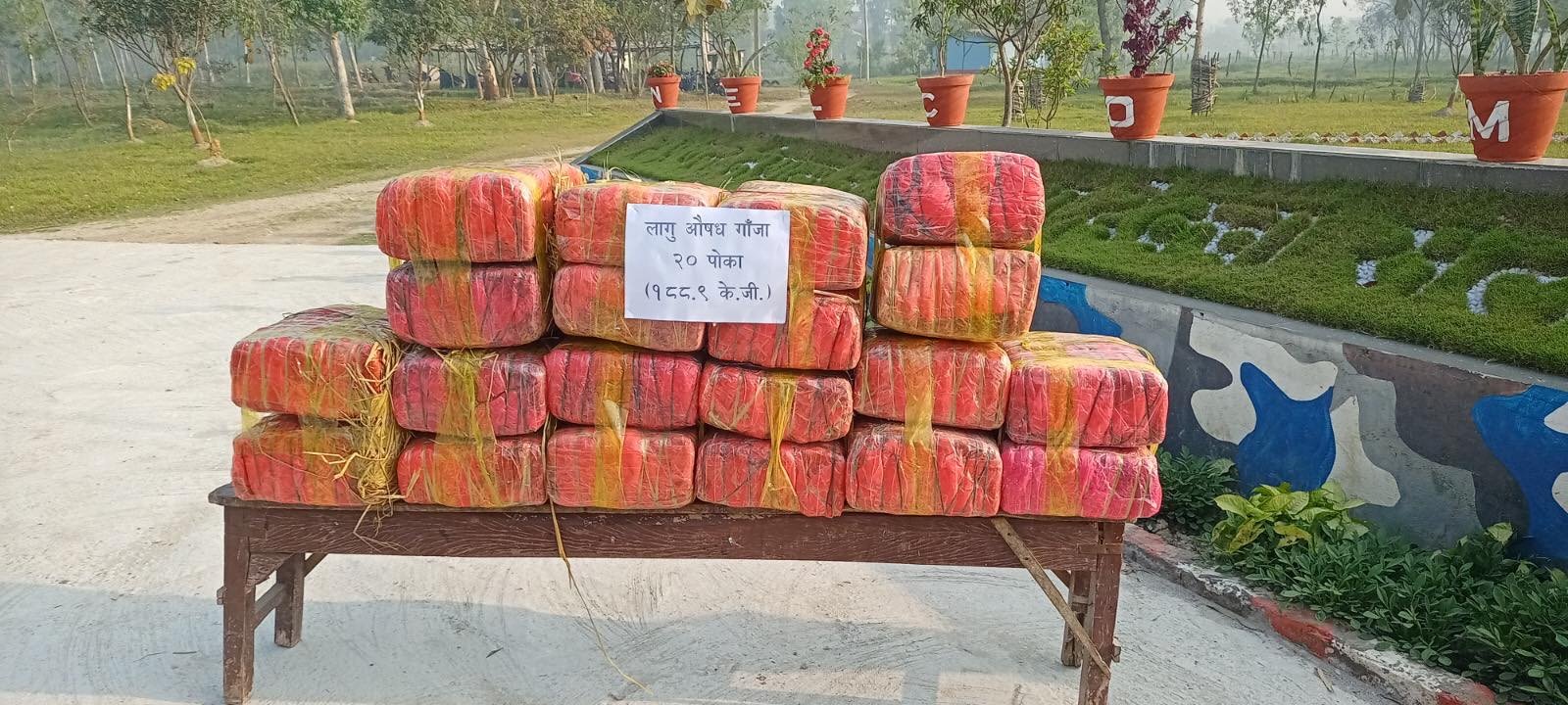 कोशी प्रदेशमा एक वर्षमा २६ टनभन्दा बढी गाँजा बरामद