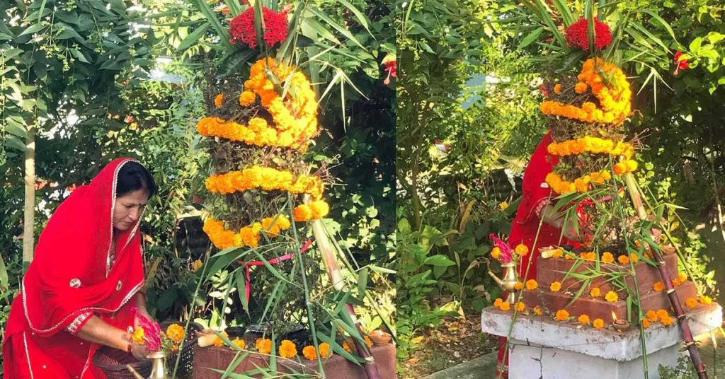 आज हरि बोधिनी एकादशी: घरमा रोपिएको तुलसीलाई दामोदरसँग विवाह गरिँदै