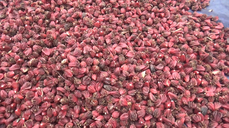 Websoft IT Nepal Pvt. Ltd.