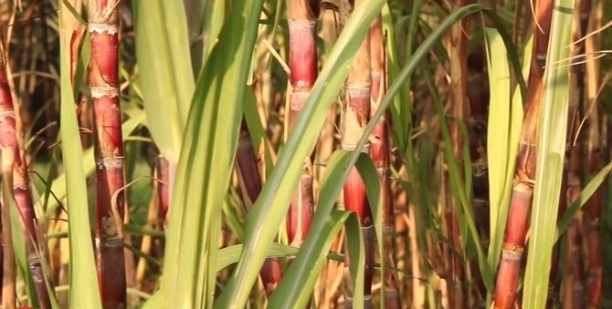 Websoft IT Nepal Pvt. Ltd.