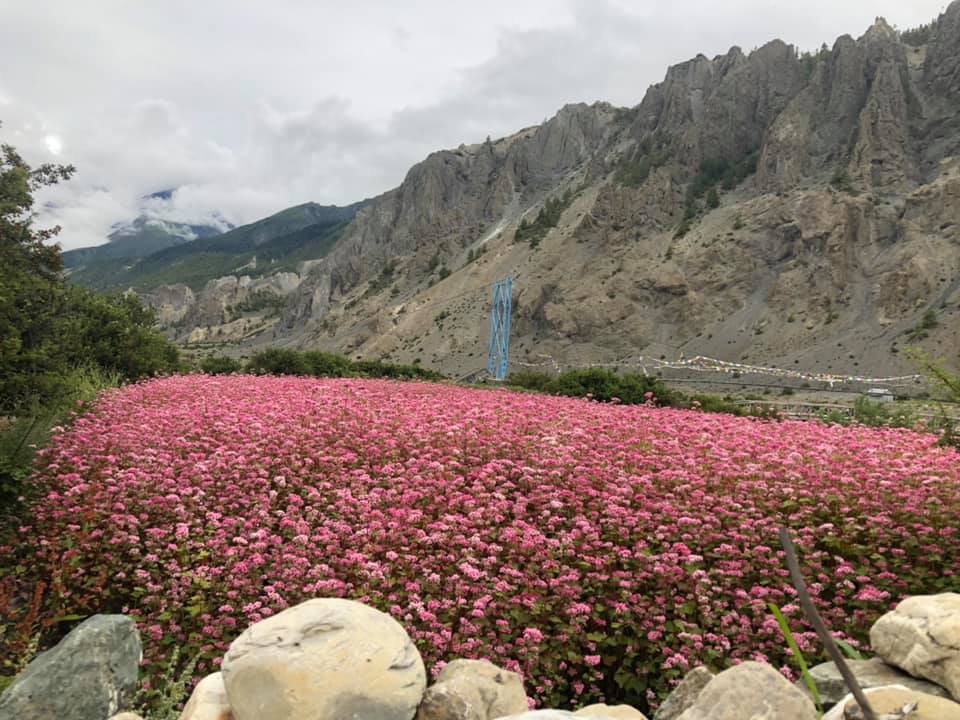 Websoft IT Nepal Pvt. Ltd.