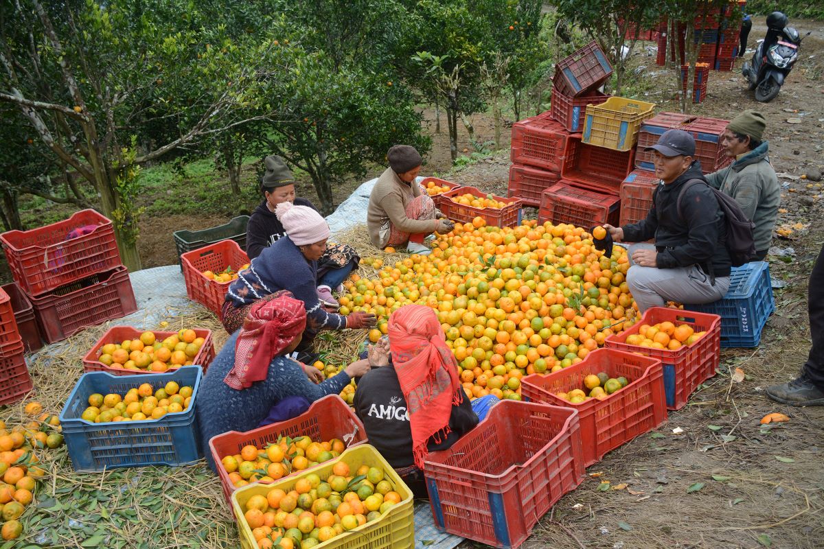 Websoft IT Nepal Pvt. Ltd.