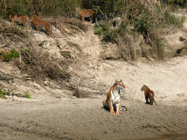 Websoft IT Nepal Pvt. Ltd.