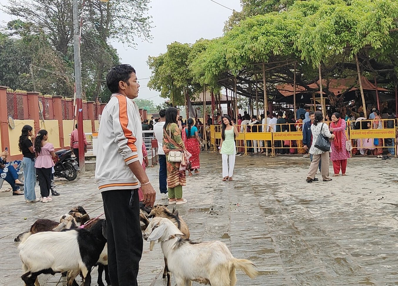 रंगेलीको संसारी मन्दिरमा दैनिक डेढ सय बोका बलि