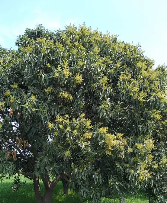 Websoft IT Nepal Pvt. Ltd.