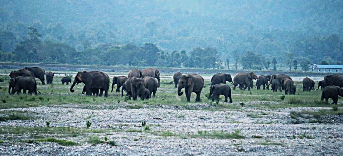 जंगली हात्तीको आक्रमणमा झापामा आमाछोरी घाइते