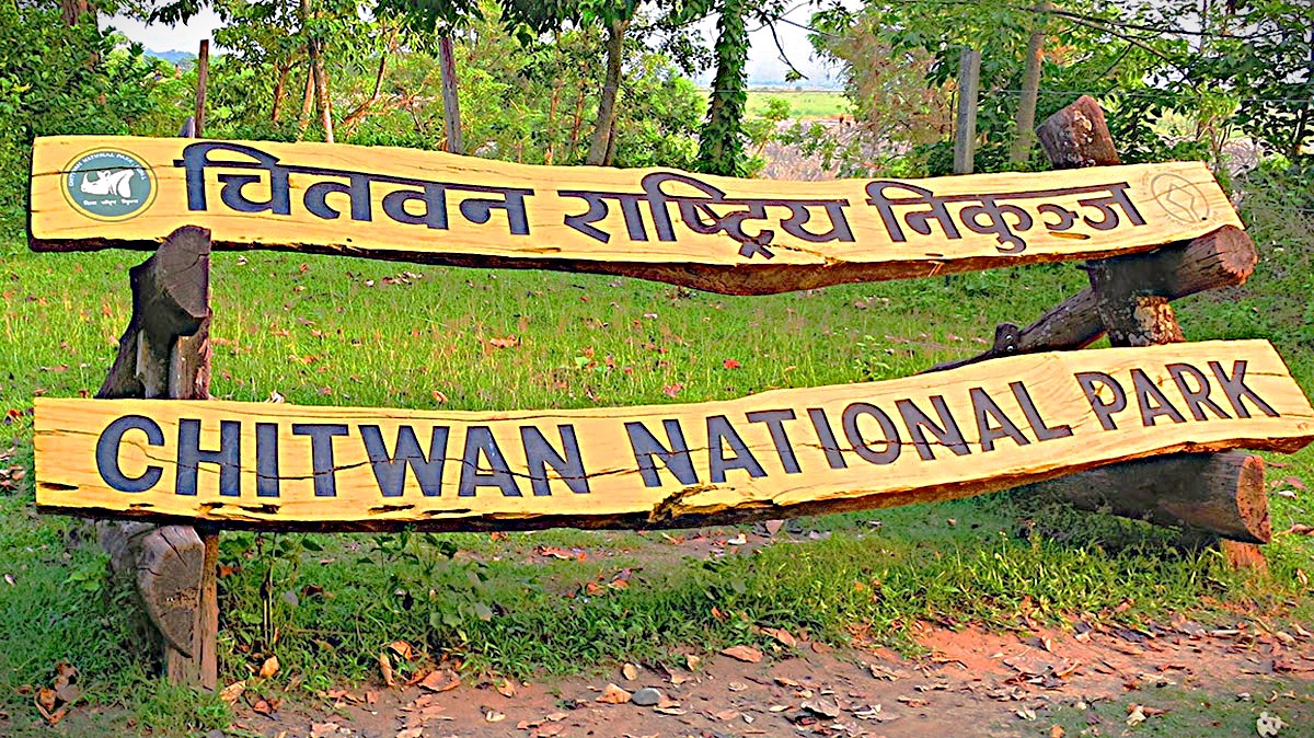 एक वर्षमा छ वटा पाटेबाघको मृत्यु