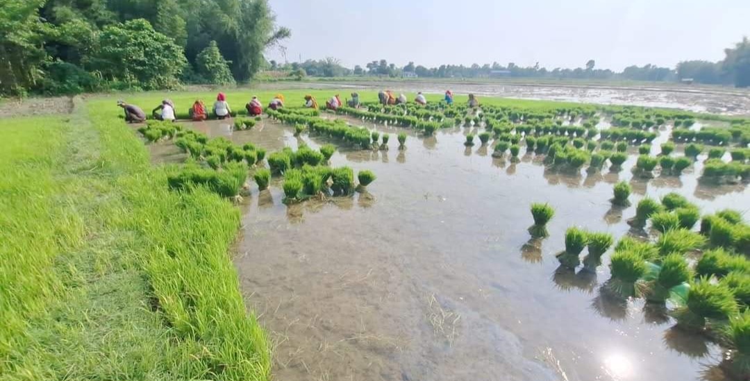 आज असार १५ : धान दिवससहित दही चिउरा खाएर मनाइँदै
